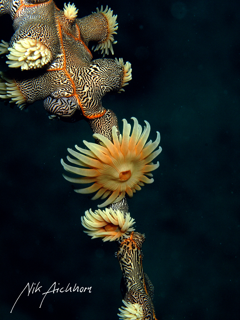 Koloniale Anemone Nemanthus annamensis