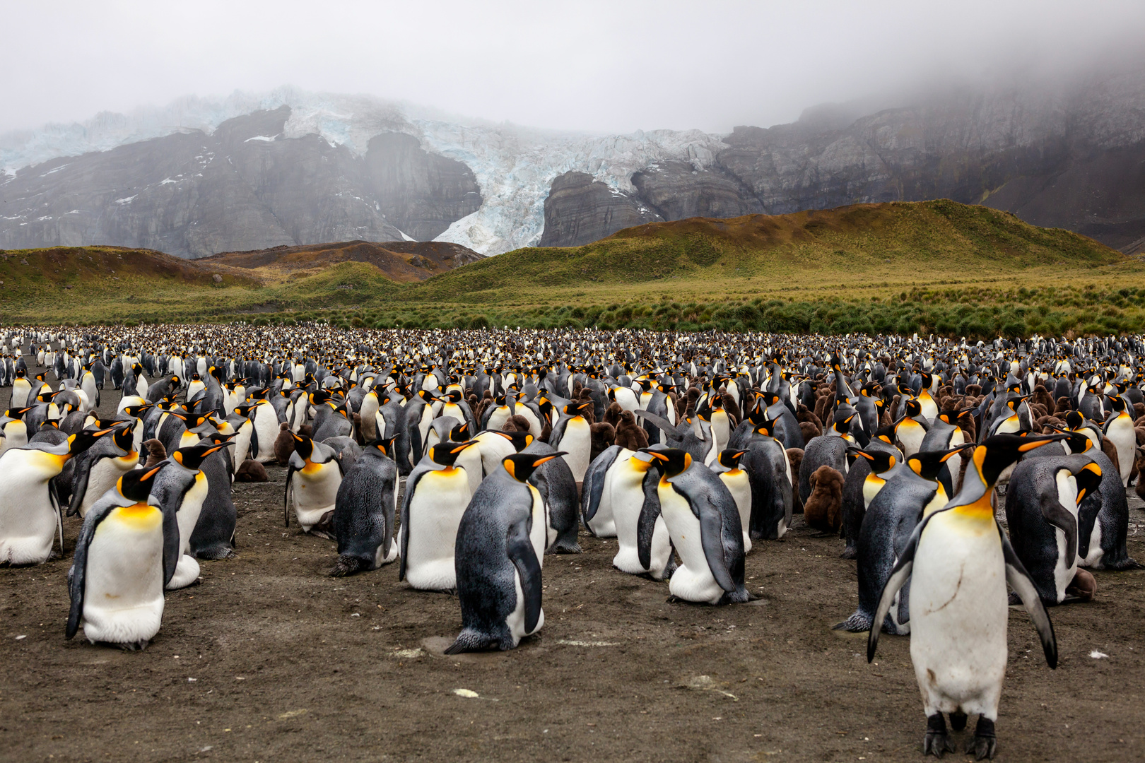 Kolonie Foto & Bild natur, tiere, vögel Bilder auf