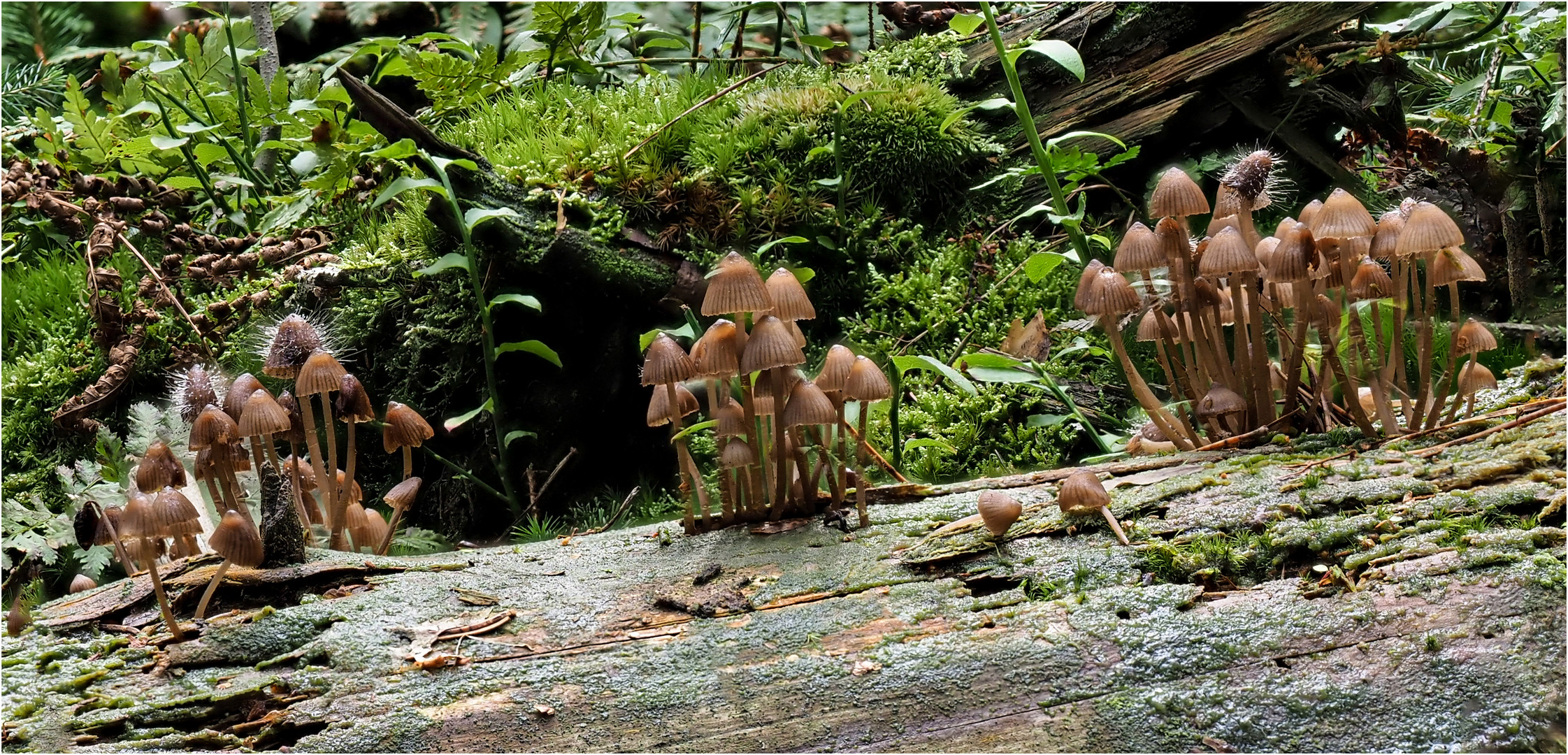 Kolonie kleiner Glimmertintlinge (Coprinus micaceus)  .....  