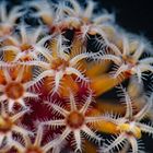 Kolonie von Korallenpolypen