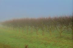 Kolonne im Nebel