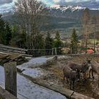 Kolsassberg, Tirol 