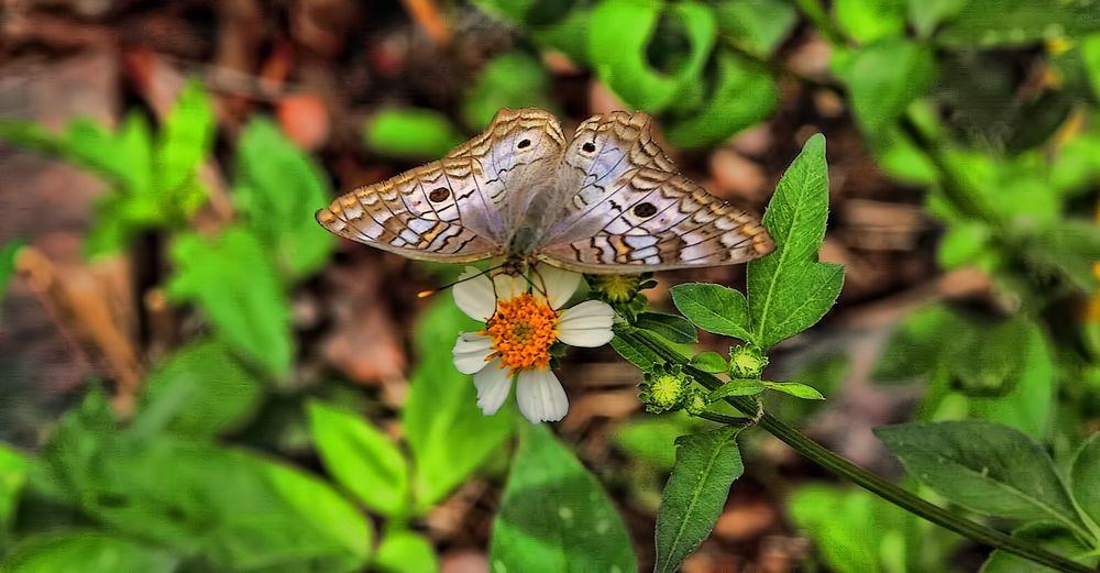 Kolumbianischer Schmetterling