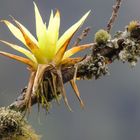 Kolumbien Epiphyten