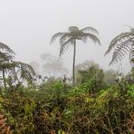 Kolumbien - Rückkehr der Karbonzeit?