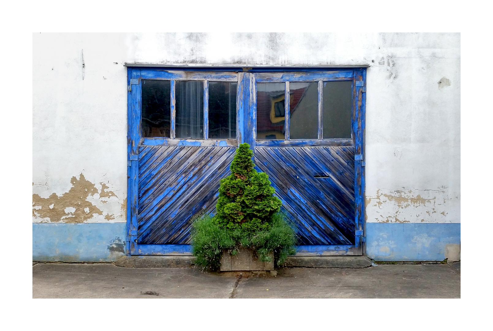 Kolumbus-like: Thuja oder Tor - Wer stand zuerst wohl wem hier vor?