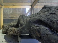 Kom Ombo - Mumifiziertes Krokodil