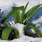 Kombination von Winter und Frühling