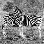 Kombizebra