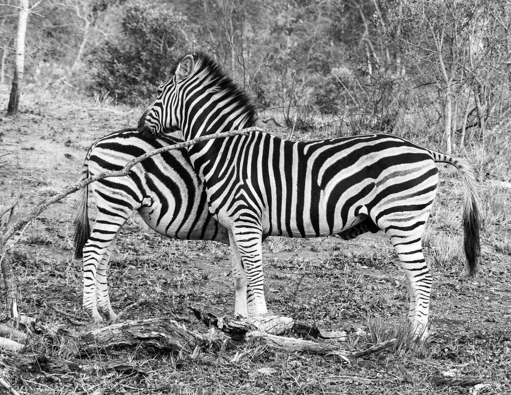 Kombizebra