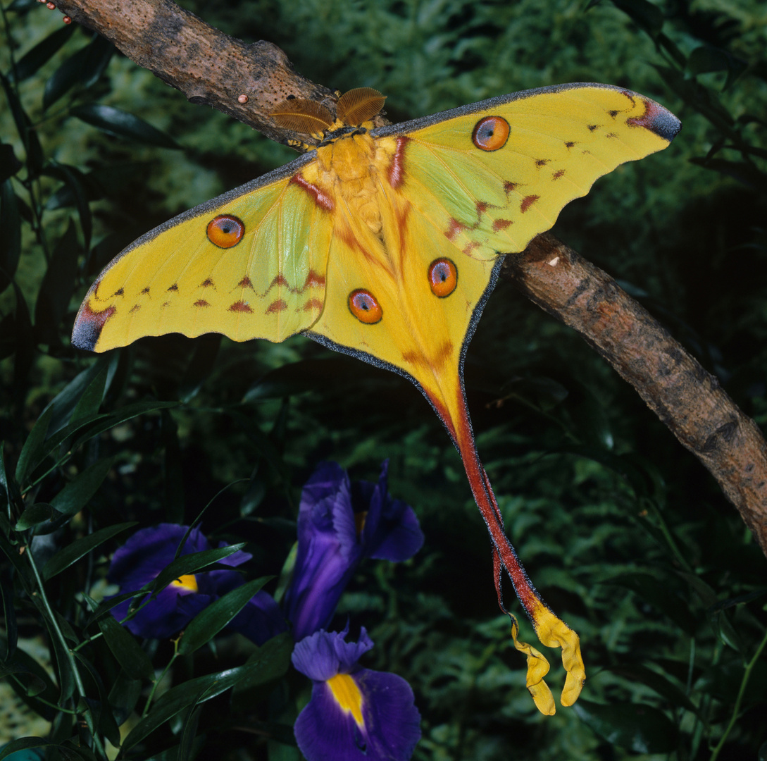 Kometenfalter, männlich, Madagaskar, Argema mittrei, Comet moth