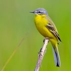 Komfortable Haltung und wippend im Wind.......