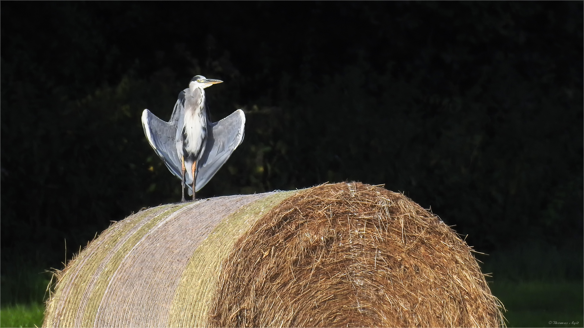 komisch draufer Vogel...