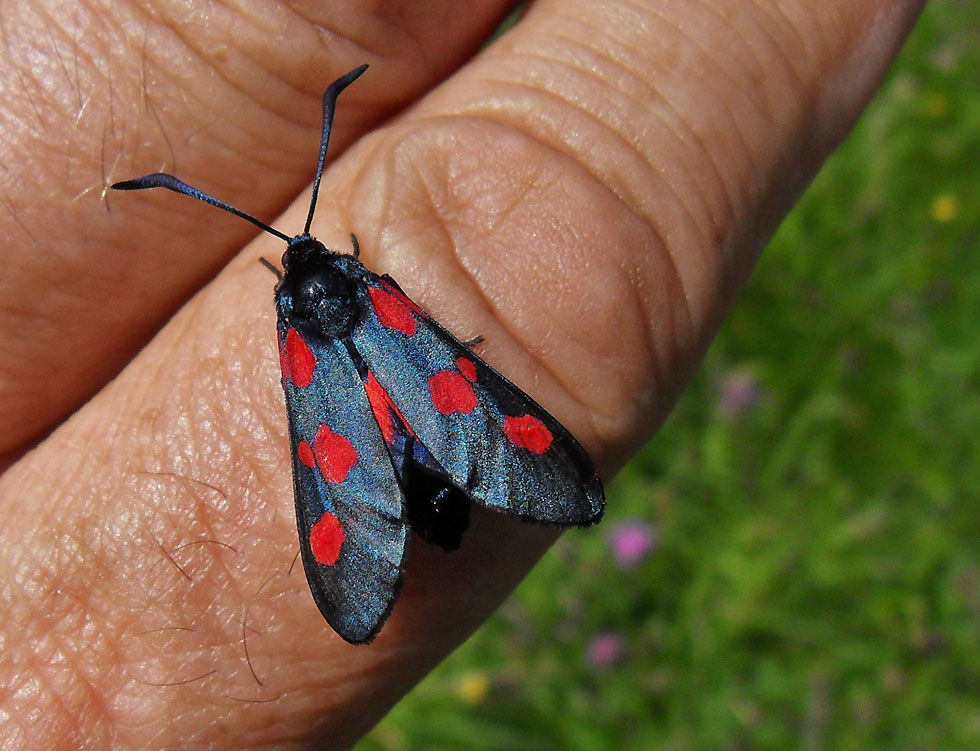 Komisch - immer wieder kommen Insekten auf meine Hand