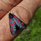 Komisch - immer wieder kommen Insekten auf meine Hand