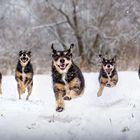 Komische Dinge macht der Schnee mit Herrn Kalle