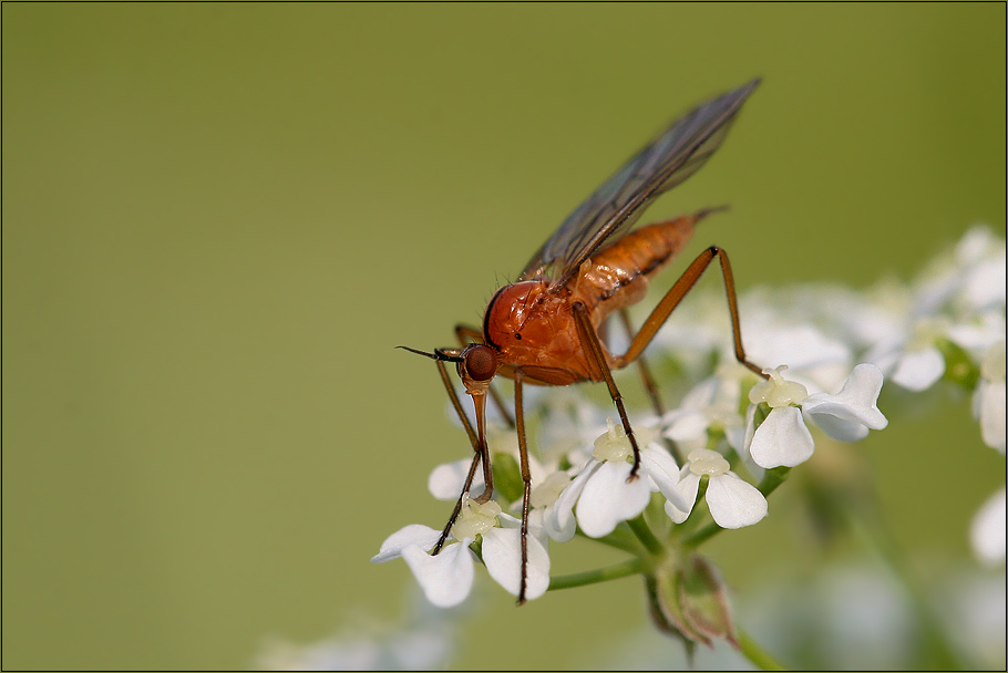 komische Fliege