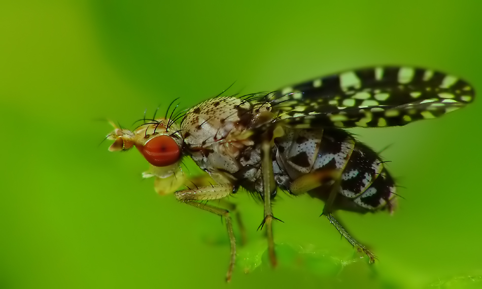 Komische Fliege