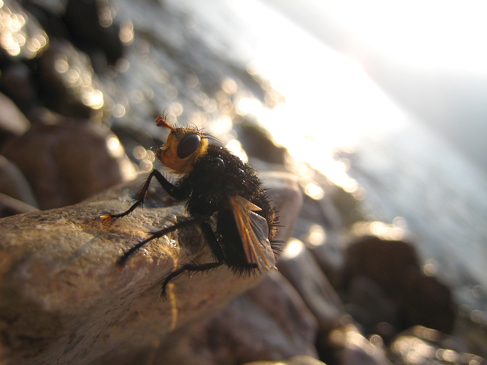 komische Fliege, am Gardasee