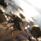 komische Fliege, am Gardasee