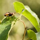 Komische Fliege