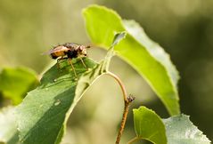 Komische Fliege