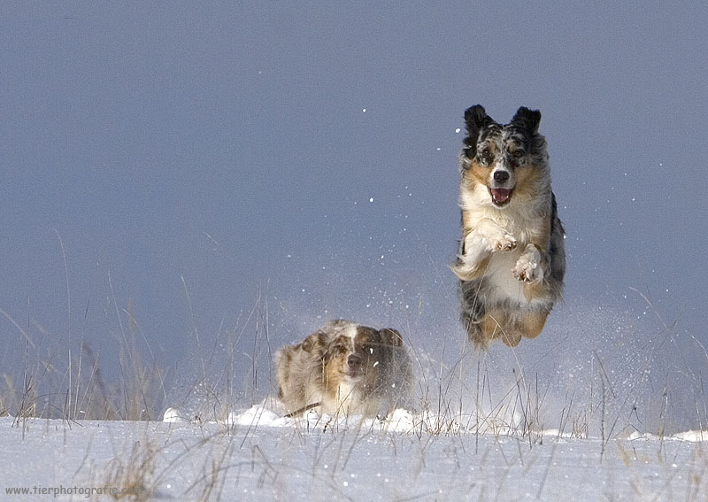 Komische Grashüpfer Teil II Foto & Bild tiere, haustiere, hunde