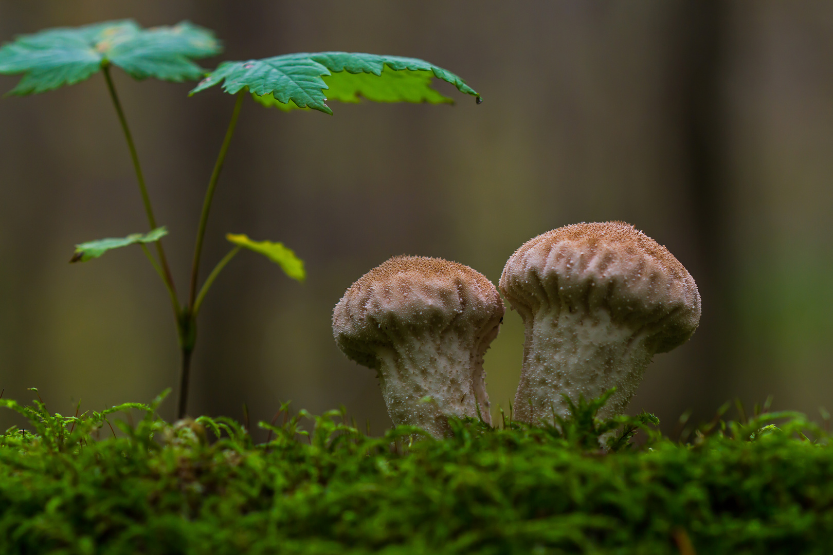 komische Pilze