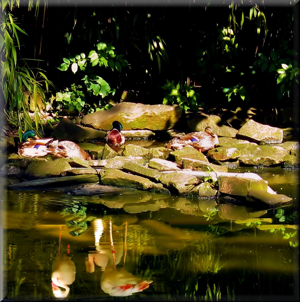 Komische Spiegelung oder wo kommen die Flamingos her?