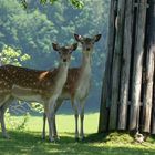 Komische Tüpfelviechers im Minizoo :)=