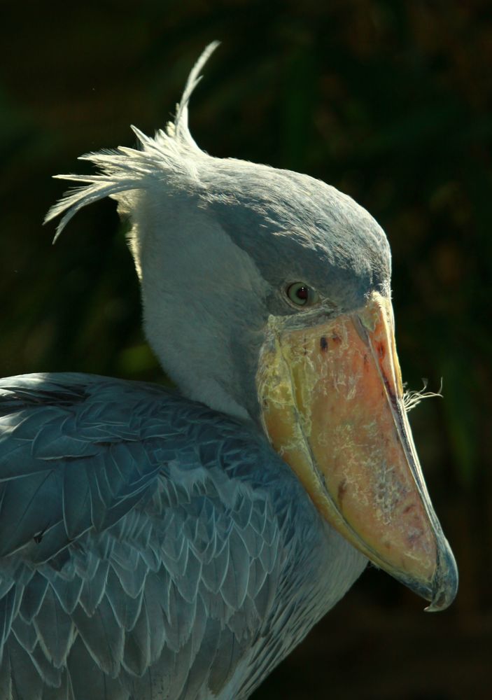 Komische Vögel, ach Quatsch