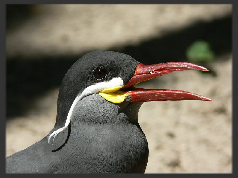 Komische Vögel: Die Inkaseeschwalbe
