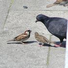 komische vögel schickt das arbeitsamt