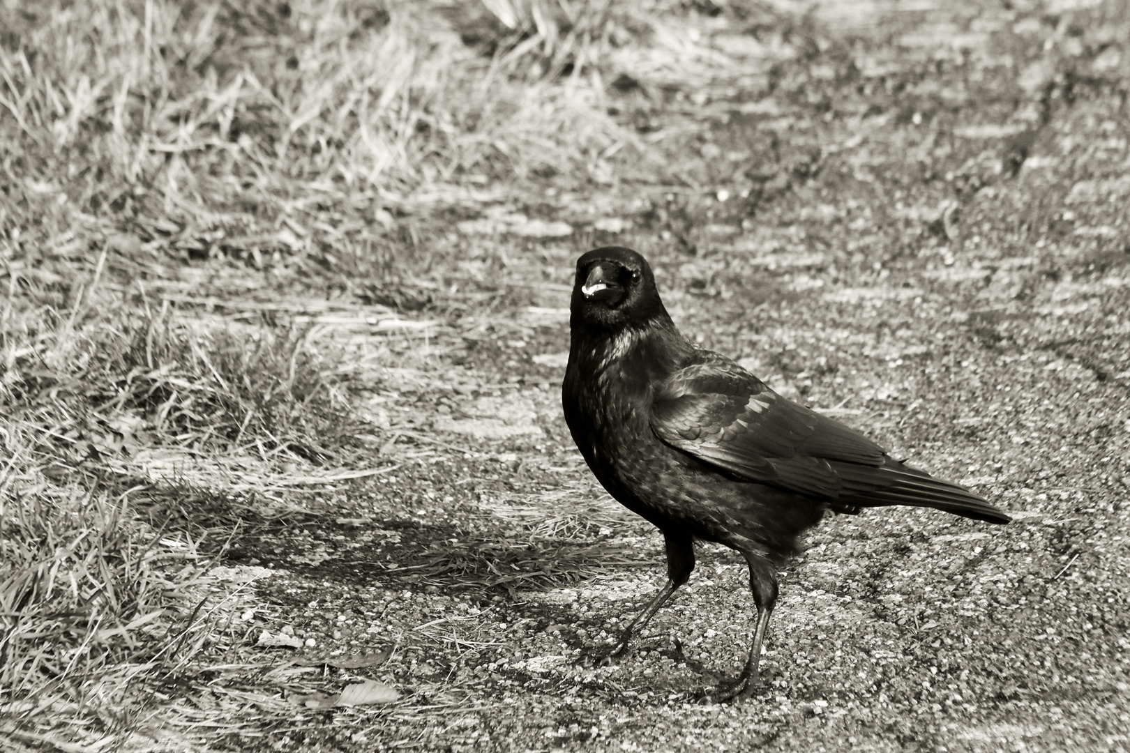 komische Vogel