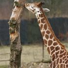 komische Zuckerstange, schmeckt nen bissl holzig