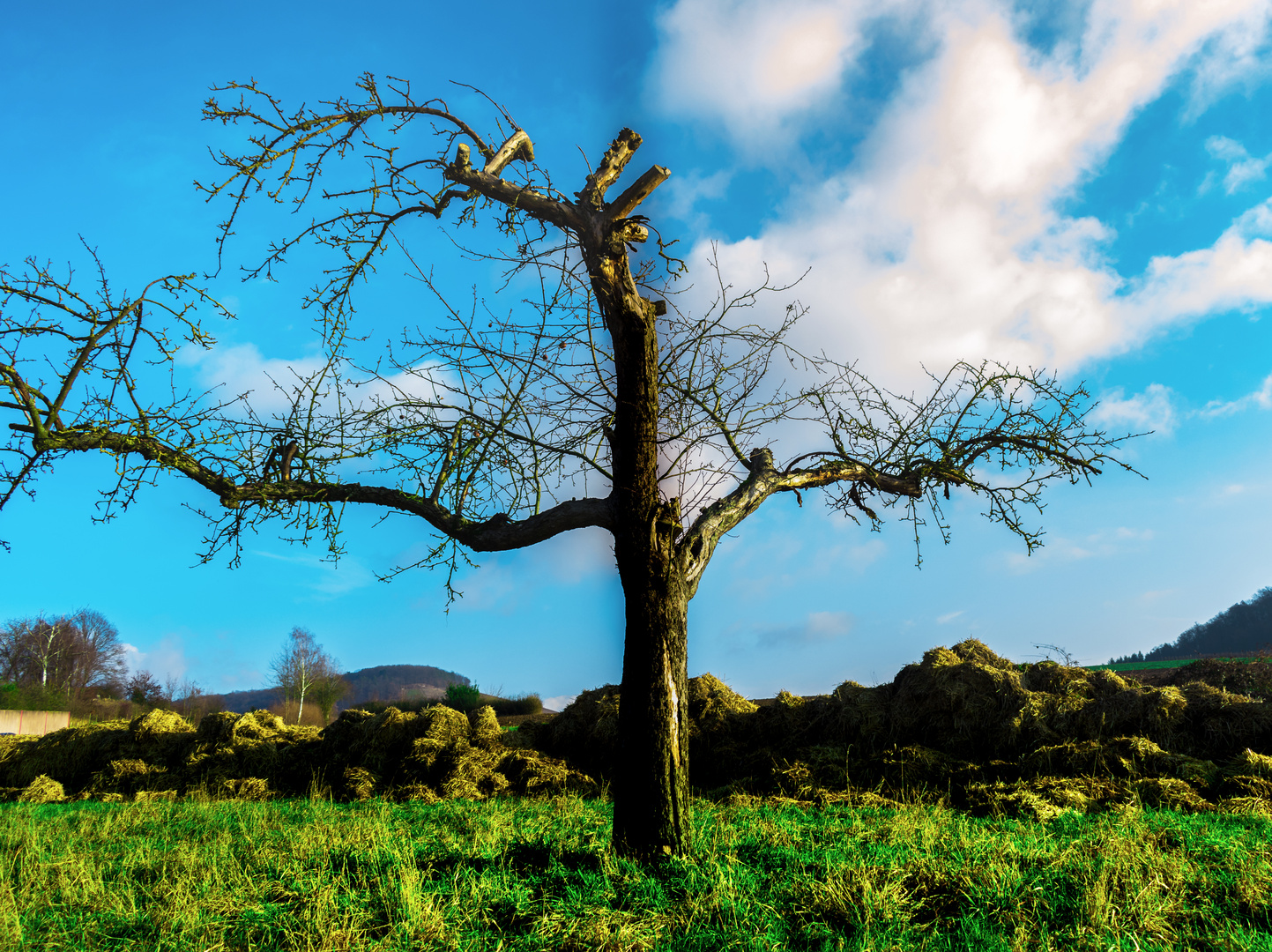 Komischer Baum