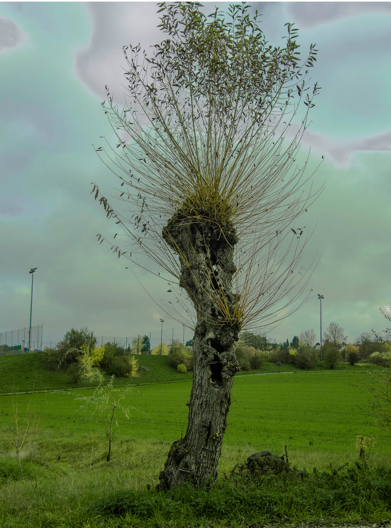 Komischer Baum