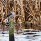 "KOMISCHER EISVOGEL"