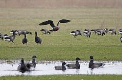 Komischer Fregattvogel