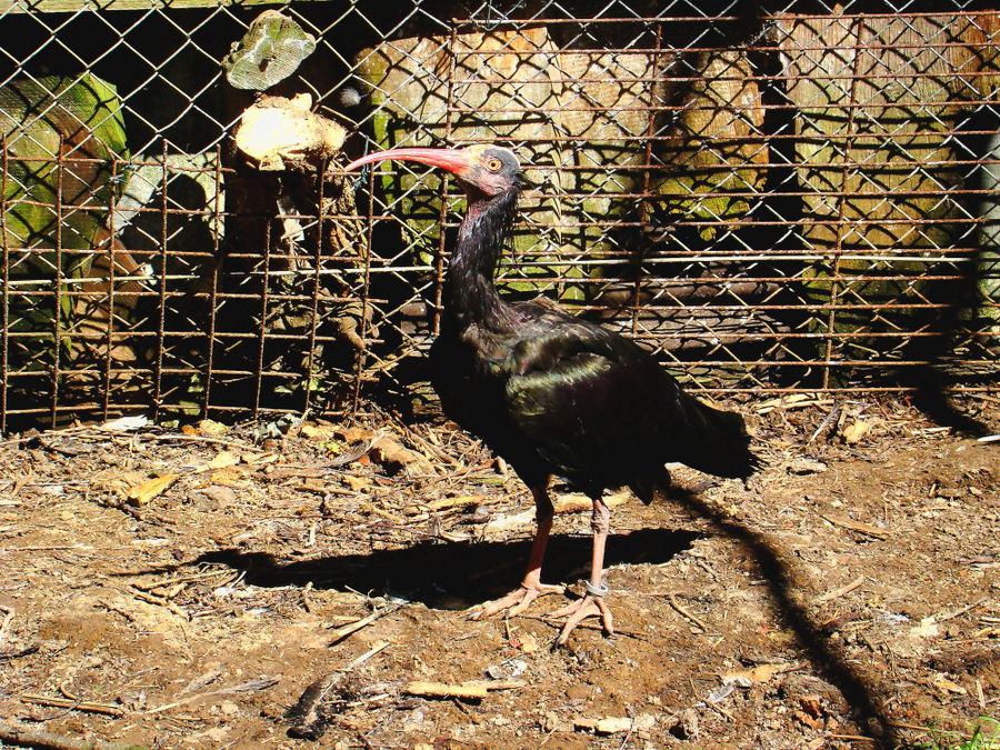 Komischer (hässlicher) Vogel...