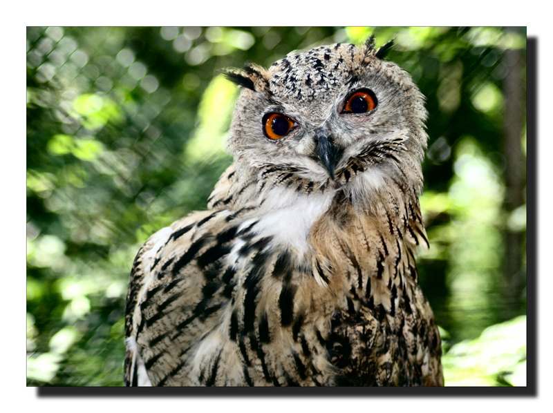 Komischer Kauz Foto & Bild tiere, zoo, wildpark & falknerei, vögel