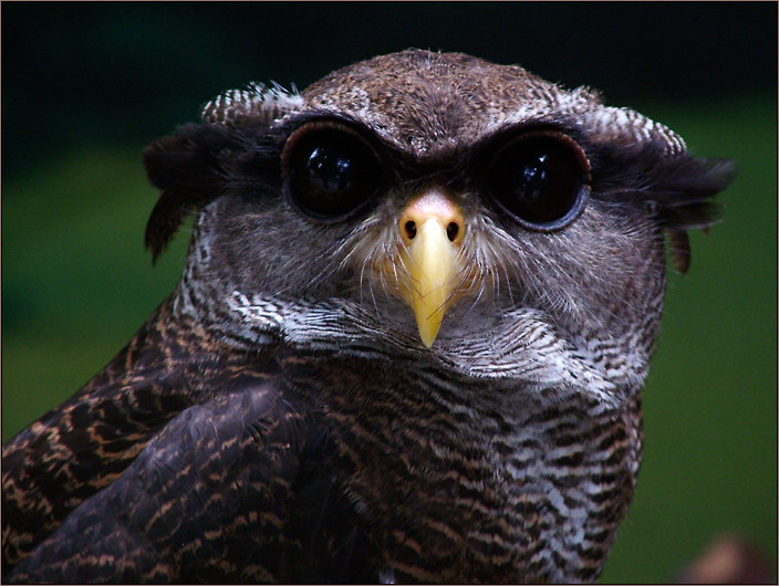 komischer Kauz Foto & Bild tiere, wildlife, wild lebende vögel Bilder