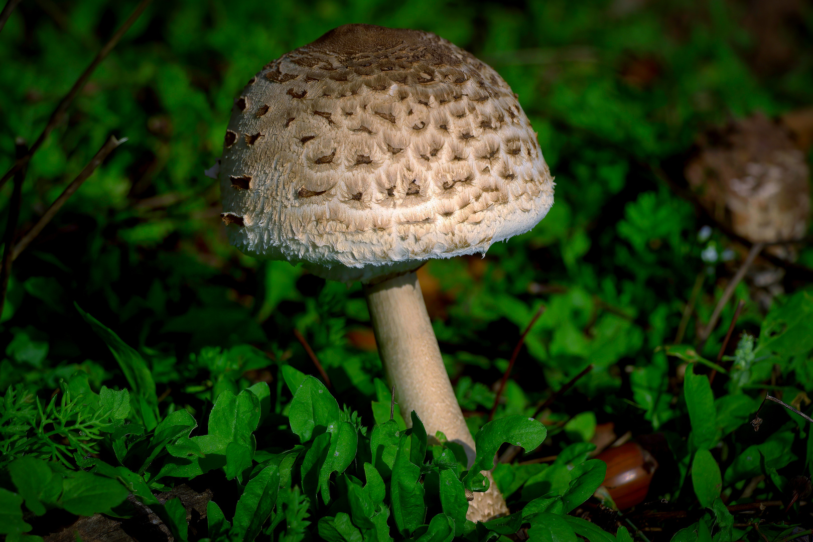 "KOMISCHER PARASOL" - wenn's denn einer ist