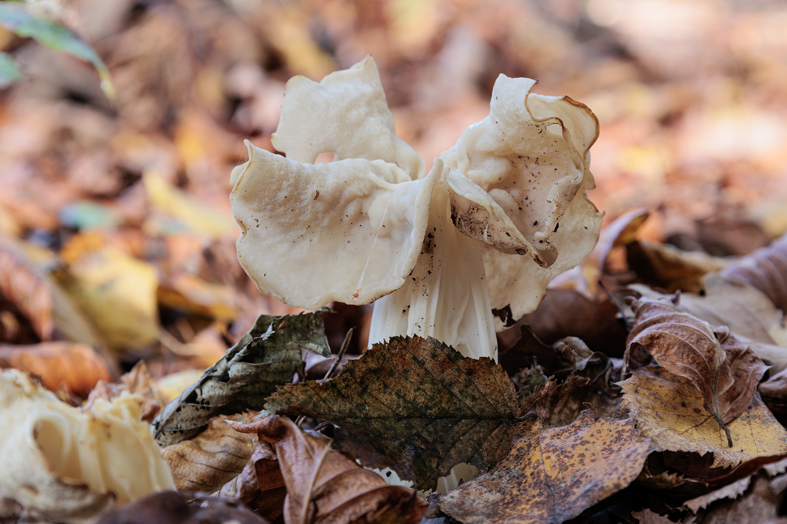 Komischer Pilz ....