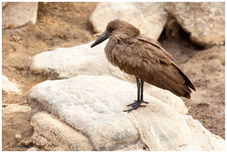 Komischer Vogel