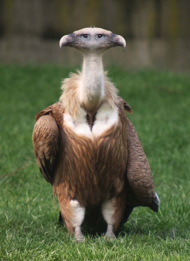 Komischer Vogel!