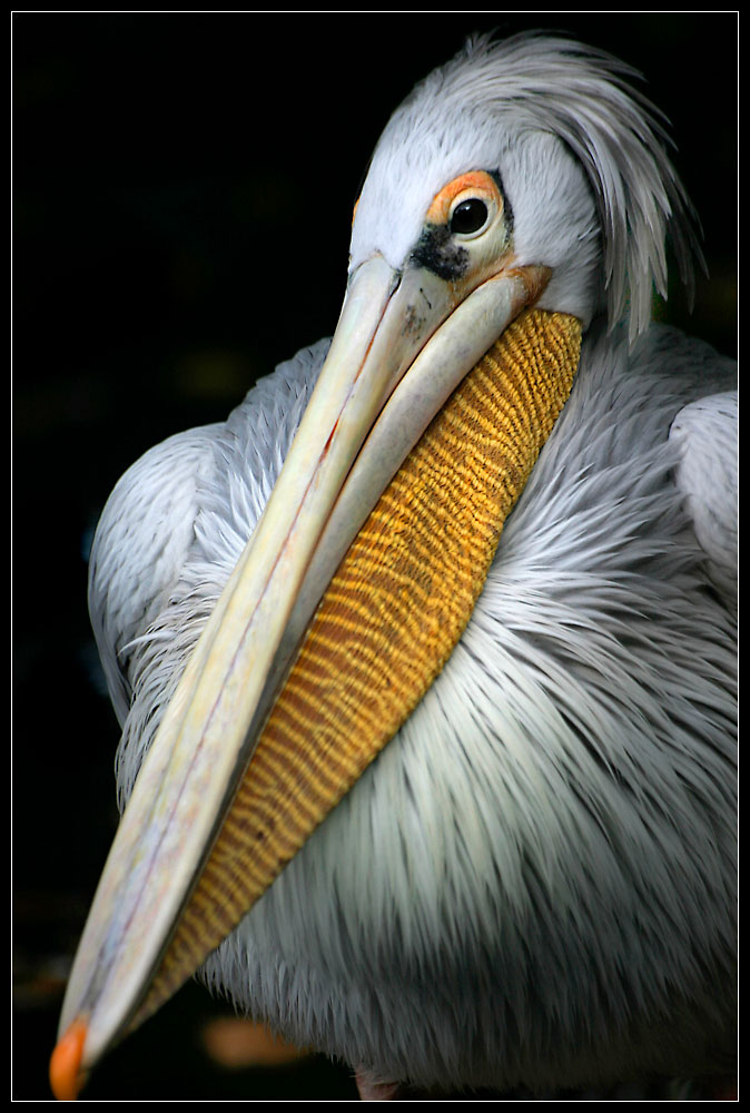 Komischer Vogel (1)