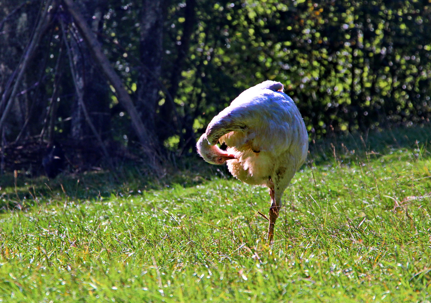 Komischer Vogel