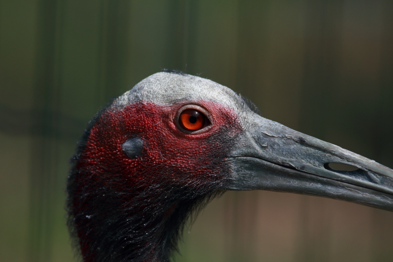 komischer Vogel