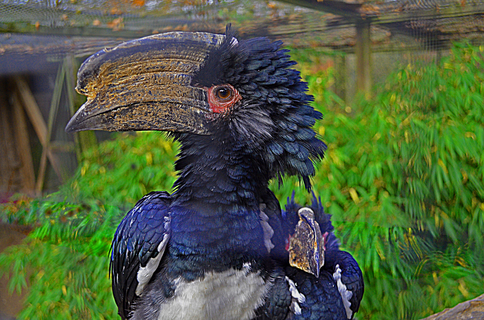 Komischer Vogel